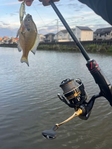 ブルーギルの釣果