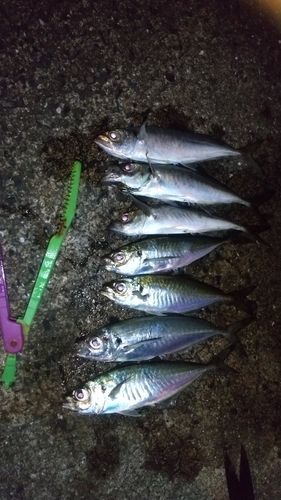 マアジの釣果
