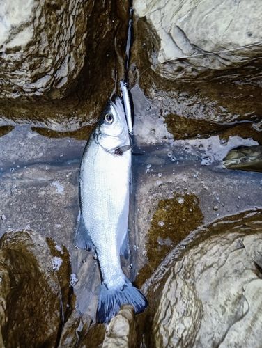 ヒラスズキの釣果