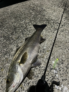 シーバスの釣果