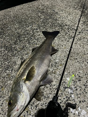 シーバスの釣果
