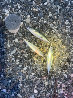 サバの釣果