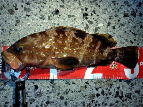 アコウの釣果