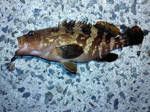 アコウの釣果