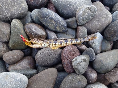 アカエソの釣果