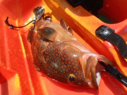 アコウの釣果
