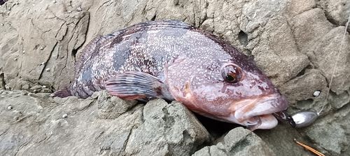 アイナメの釣果