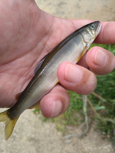 アユの釣果