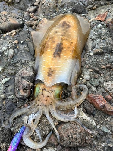 アオリイカの釣果