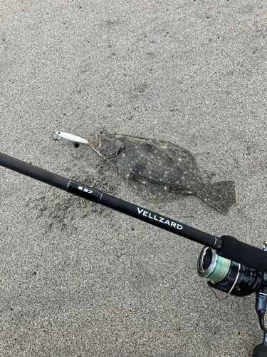 ソゲの釣果