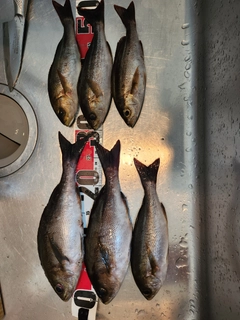イサキの釣果