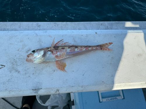 イトヨリダイの釣果