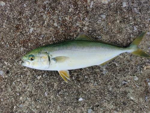 ワカシの釣果