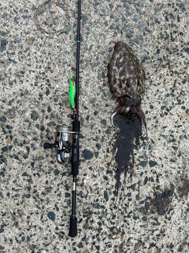コウイカの釣果