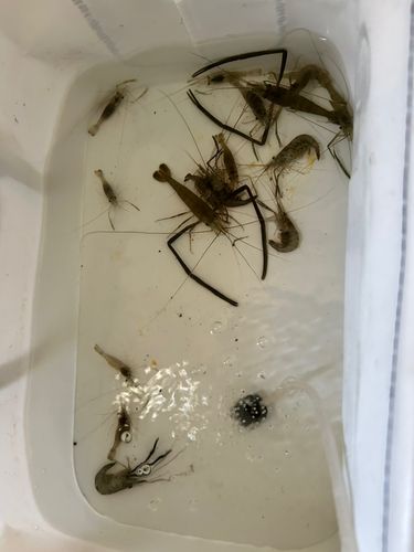 テナガエビの釣果