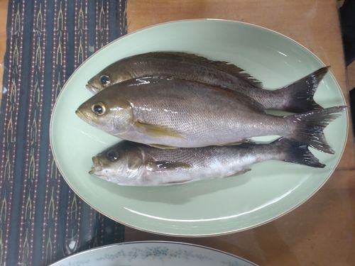 イサキの釣果