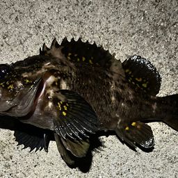 オウゴンムラソイ