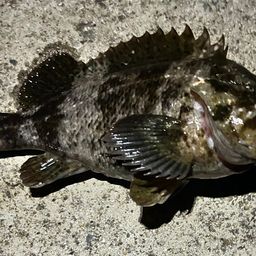 オウゴンムラソイ