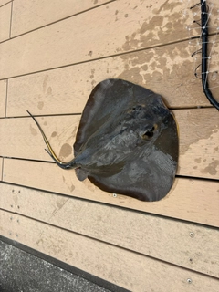 エイの釣果