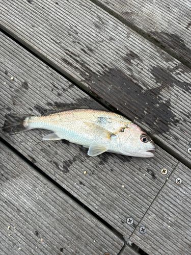 イシモチの釣果