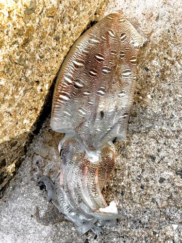 コウイカの釣果