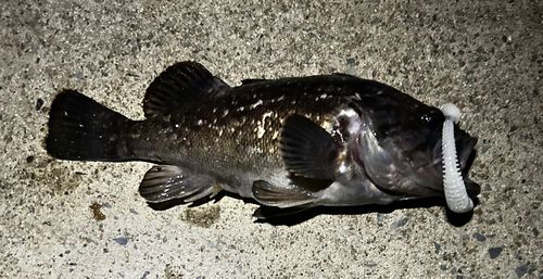 クロソイの釣果