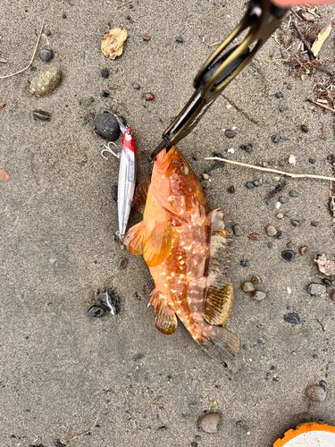 キジハタの釣果