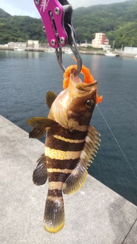 アオハタの釣果