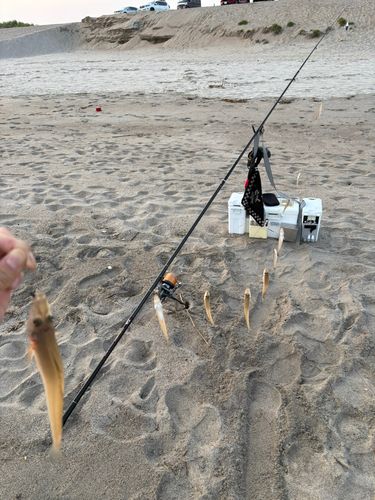 キスの釣果