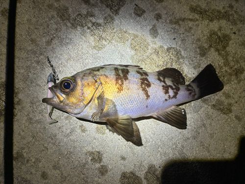メバルの釣果