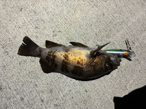 メバルの釣果