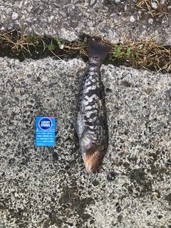 アイナメの釣果