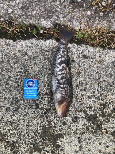 アイナメの釣果
