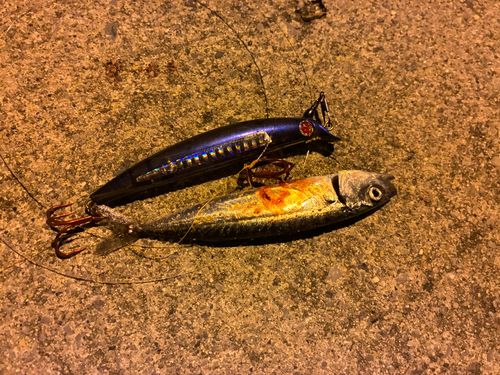 イワシの釣果