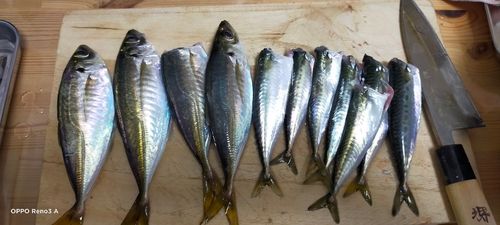 アジの釣果