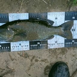 スモールマウスバス