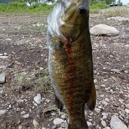 スモールマウスバス