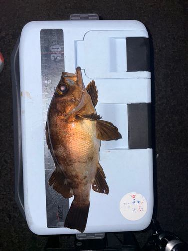 メバルの釣果