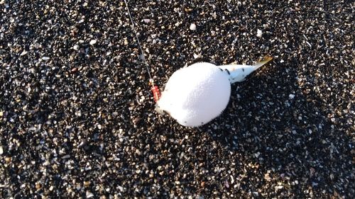 クサフグの釣果