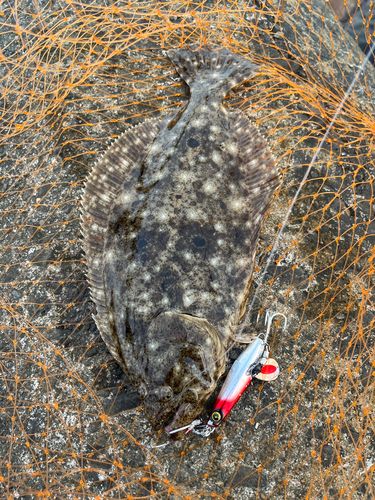 ヒラメの釣果