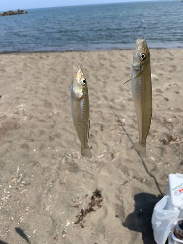 キスの釣果