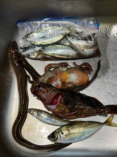 アナゴの釣果