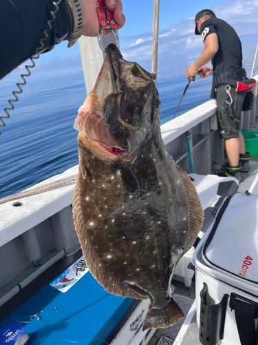 ヒラメの釣果