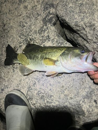 ラージマウスバスの釣果