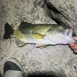 ラージマウスバス