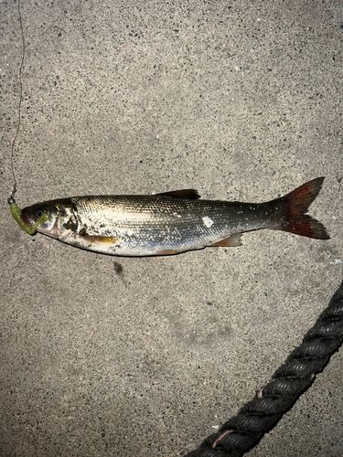 ウグイの釣果