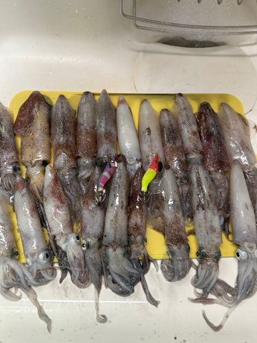 マメイカの釣果