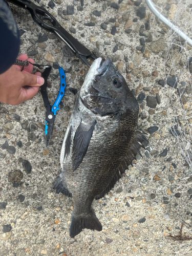 チヌの釣果