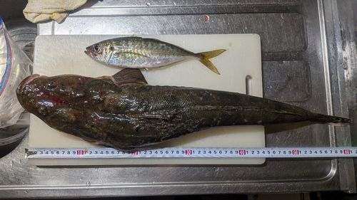 マゴチの釣果