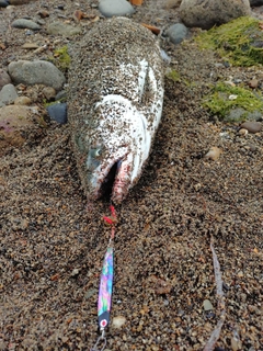 サクラマスの釣果